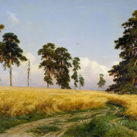 Рожь.